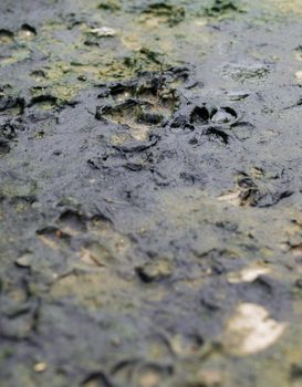 COLOR PHOTO OF DOG TRACKS IN THE MUD