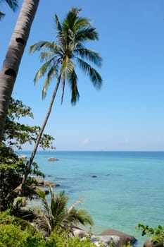 Palm and the sea. Exotic tropical landscape