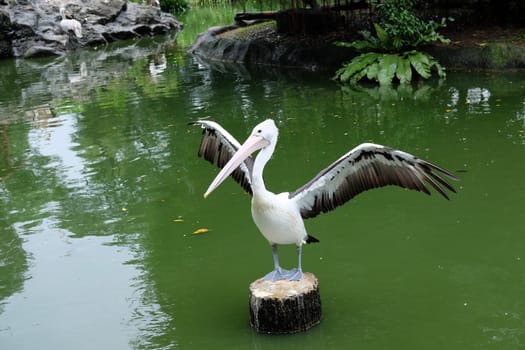 Pelican spreds his wings