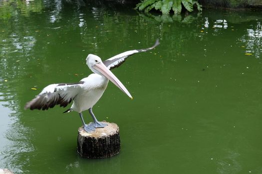 Pelican spreds his wings