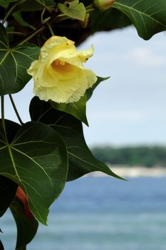 Beautiful  Beach Maho flower with ocean and island in the background