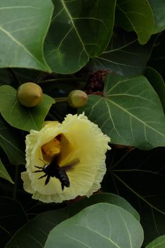 Beatle fly into beautiful Beach Maho flower