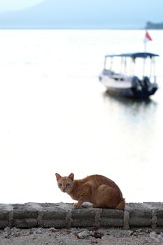 Cat at the sea with boat in the background in the early morning. taking at Gili Meno