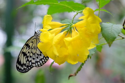 Idea stolli logani . Black and white butterly on yellow flower