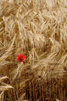 Lonely poppy in a field of rye