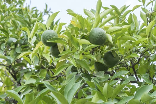 Unripe organge in the tree under the sun