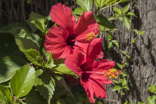 Red hibiscus flowers, sunny day