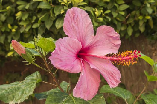 Pink hibiscus flower, sunny day