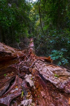 Fallen tree in Australian rainforest