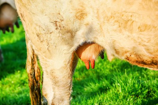 closeup on cow udder of a young cow in a meadow