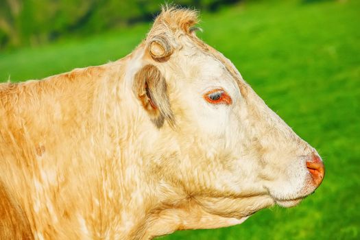 Head off blonde d'Aquitaine pedigree cow in a green natural meadow.