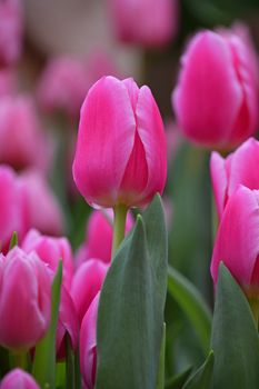 Pink fresh springtime tulip flowers with green leaves growing in field, close up, low angle view