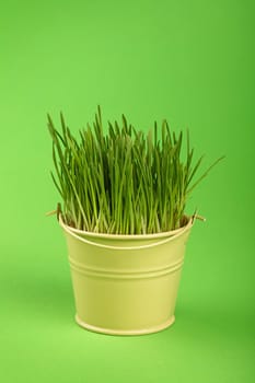 Spring fresh grass growing in small painted metal bucket, close up over green paper background, low angle side view