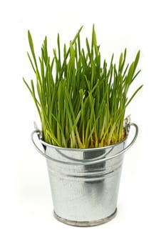 Spring fresh green grass growing in small unpainted metal bucket, close up over white background, side view