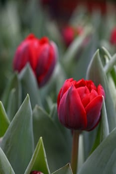 Dark red fresh springtime tulip flowers with green leaves growing in field, close up, high angle view