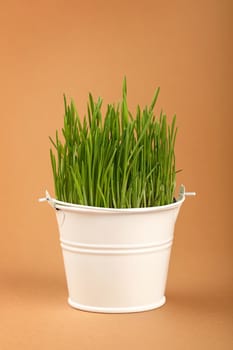 Spring fresh green grass growing in small white painted metal bucket, close up over brown paper parchment background, low angle side view