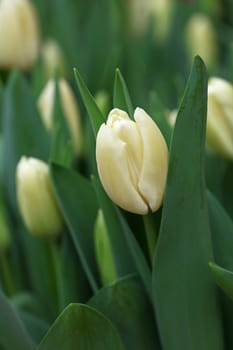 Pale white fresh springtime tulip flowers with green leaves growing in field, close up, high angle view