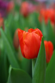 Scarlet red fresh springtime tulip flowers with green leaves growing in field, close up, low angle view