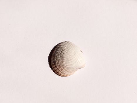 a small seashell found on the beach and placed on a white background with rough texture and cracks