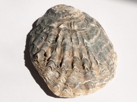 a big and grimy old oyster shell placed on a white background marine and maritime sailing fishing shells