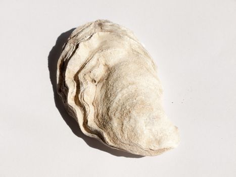 a white and brown rough textured oyster shell taken from a beach marine sailing maritime