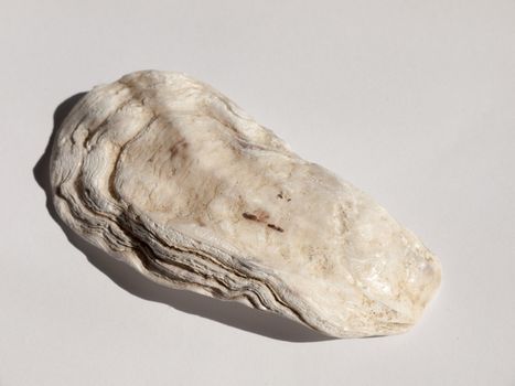 a white and brown rough textured oyster shell taken from a beach marine sailing maritime