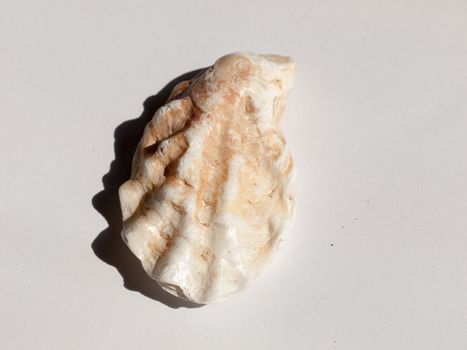 a white and brown rough textured oyster shell taken from a beach marine sailing maritime