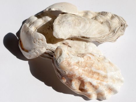 a bunch of white and brown rough textured oyster shells taken from a beach marine sailing maritime