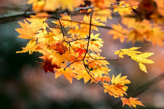 Red leave of maple tree for autumn  fall background