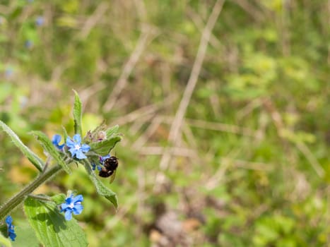 a clear macro with blur back ground of a bee yellow and black with wings insect eating from the pollen and bud of a blossoming blue flower head in spring