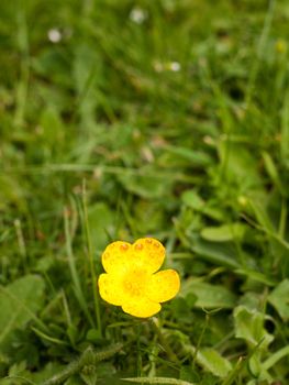 A Single Isolated Yellow Buttercup its petals open on the grass in the spring light and heat of day
