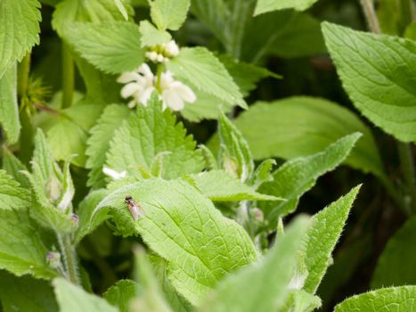 a fly insect resting upon a leaf with its wings closed and not moving resting in spring day light