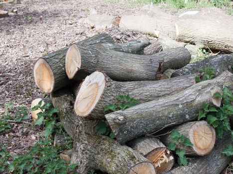 A Bunch of Chopped Down Tree Logs in A Pile Waiting to be Used as Fire Wood and to be Burnt, Raw and Aging in Forest in Spring