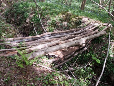 A Bunch of Twigs and Logs and Sticks All Stacked Together to Make a Bridge Across a Gap in the Forest to Cross and Path in Spring