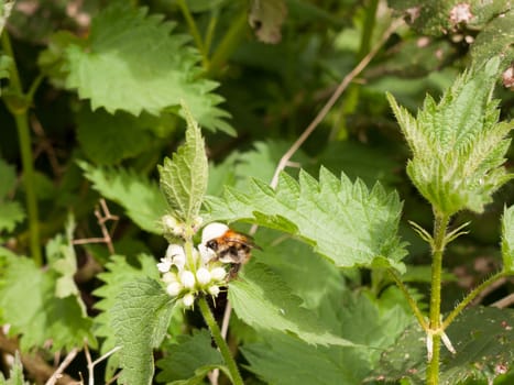 a big bumble bee up close and in view sharp and crisp and clear with his head stuck all the way into a dead nettle flower head and sucking up and eating the pollen in a forest in spring light