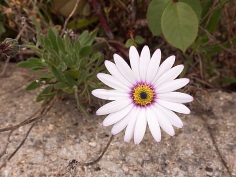 a close up shot of a white purple and orange flower its petals at full span and spread out in front of the camera looking clear and crisp and sharp with detail and in focus macro of garden in spring