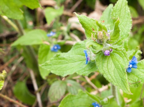 a macro of a flower head with small blue flowers and various bits of dirt and insects and flowers and plants and bokeh background