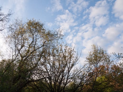 beautiful tree tops and wonderful white and blue spotted and splodge sky with nice vibrant natural colors and bare branches artistic and lush forest in spring light