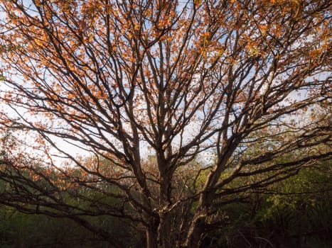 a gorgeous autumn tree with sunset light cast over half of it and golden red leaves and bare branches no birds no people nature stunning shining crisp fresh cold and warm