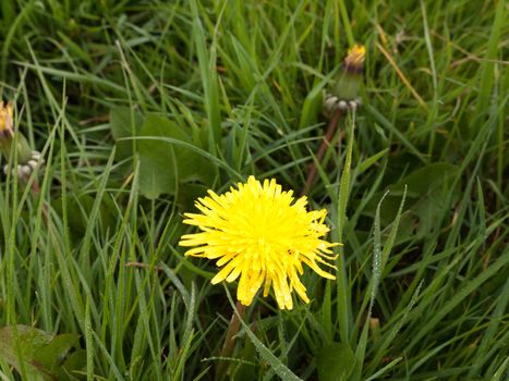 a single yellow daffodil in spring on the grass by itself in the day light shining bright and clear