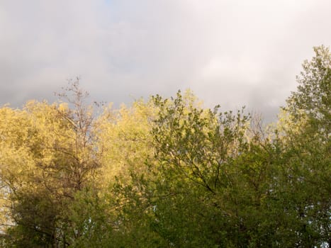 wonderful green and yellow tree tops against a cloudy and murky stormy raining skyline and clouds in spring time day light