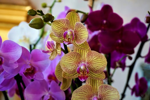 Phalaenopsis orchid blossoms