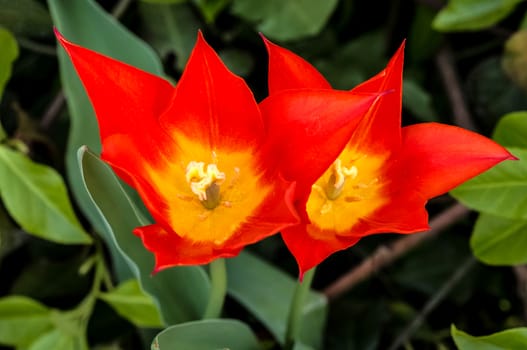 Two yellow and orange tulips in a garden.