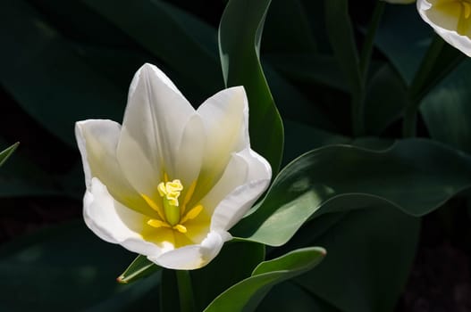 A close-up of one white tulip in a garden.