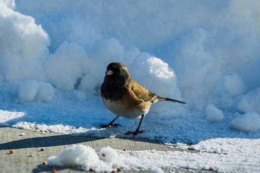 One Dark-eyed Junco.