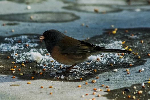 One Dark-eyed Junco.