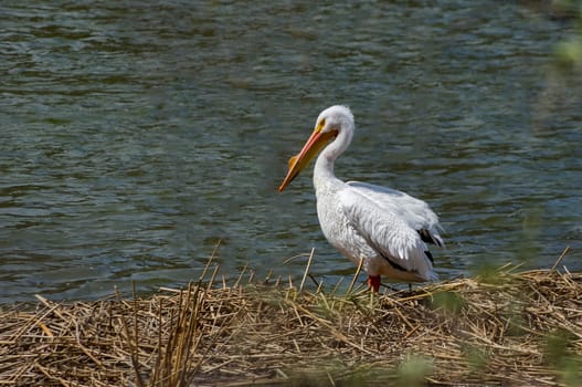 One white pelican by a river.