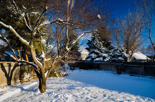 A snow covered yard with a blue sky.