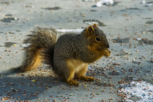 One squirrel eating food in the snow.