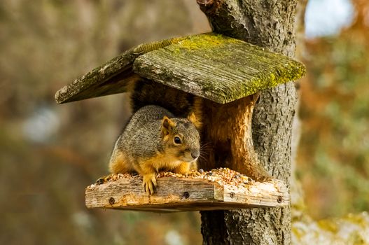 One squirrel eating food in a tree.